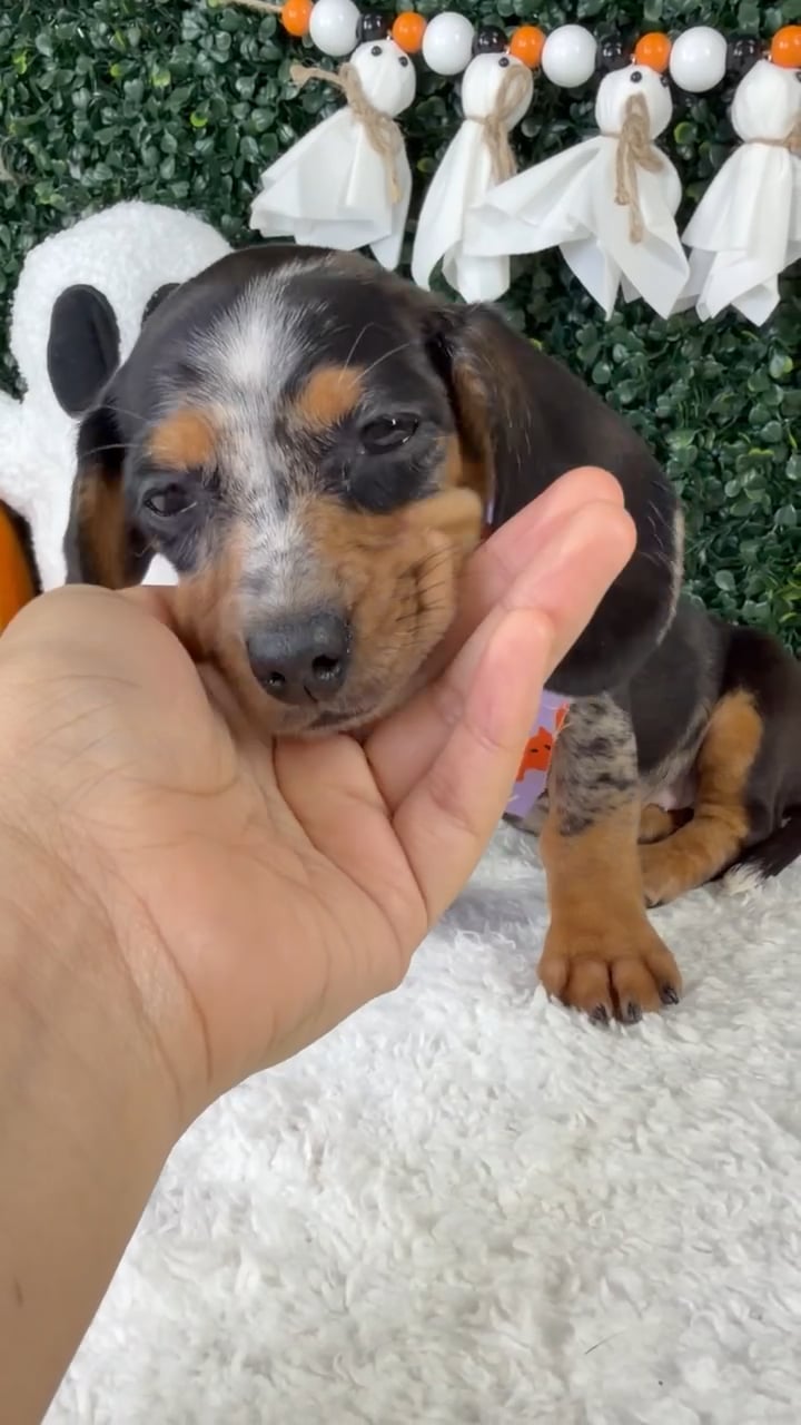 Female Dachshund puppy named Pudding for sale at Puppy Dreams - Garland. video thumbnail