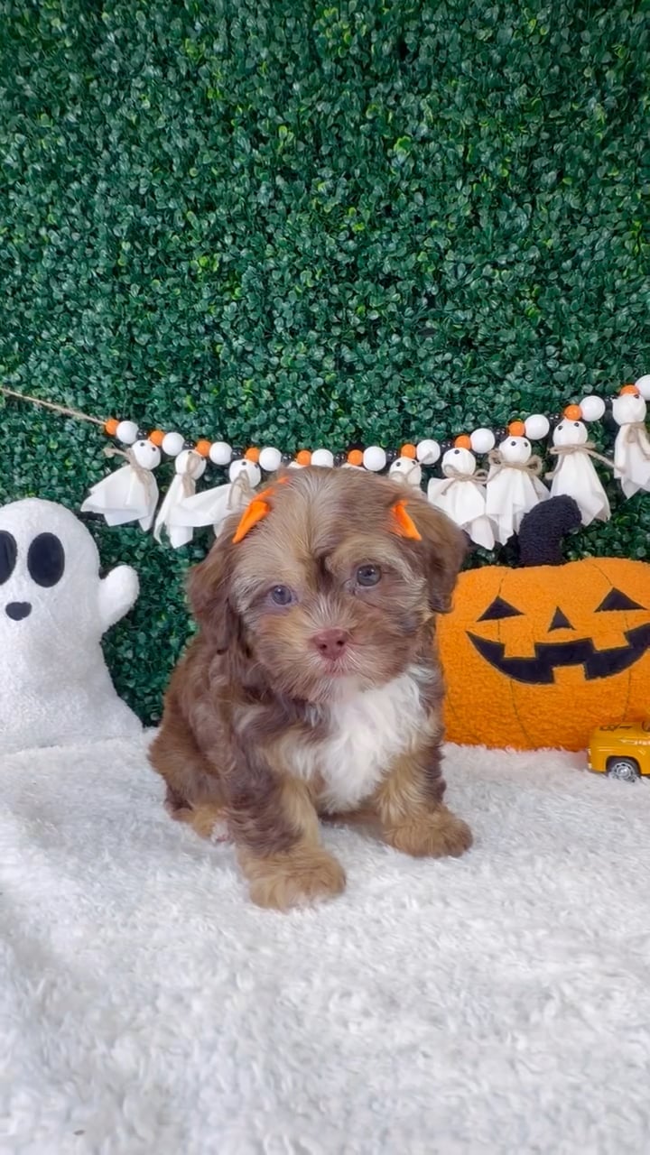 Female Shipoo puppy named Lilie for sale at Puppy Dreams - Garland. video thumbnail