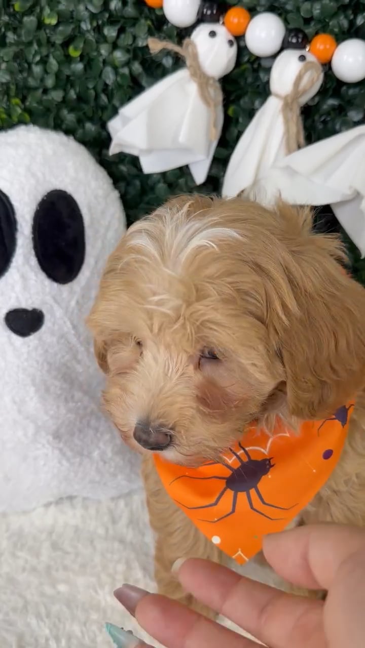 Male Maltipoo puppy named Potato for sale at Puppy Dreams - Garland. video thumbnail