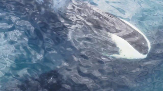 Bowhead Whale