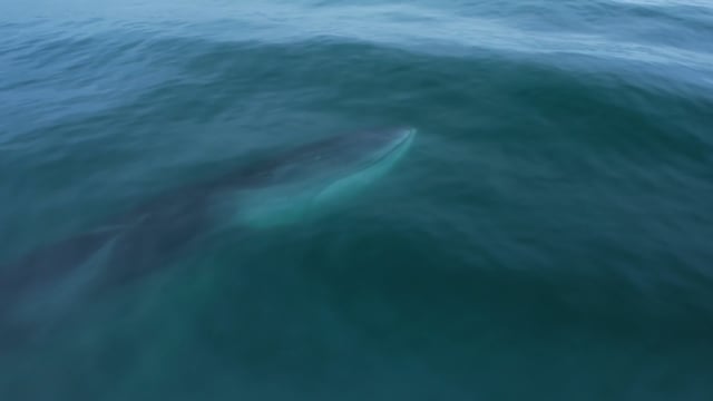 Fin Whale