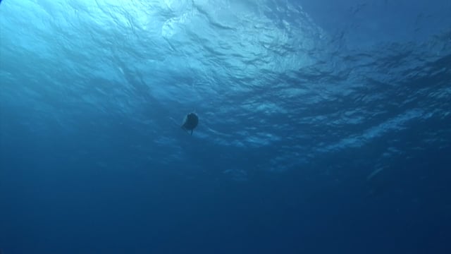 Common Bottlenose Dolphin