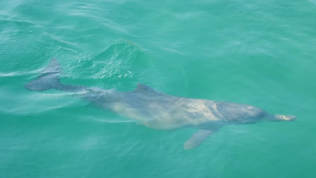 Common Dolphin