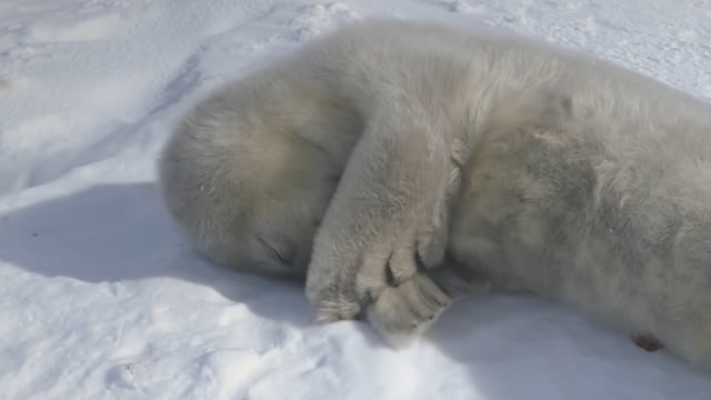 Harp Seal