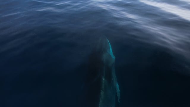 Gray Whale
