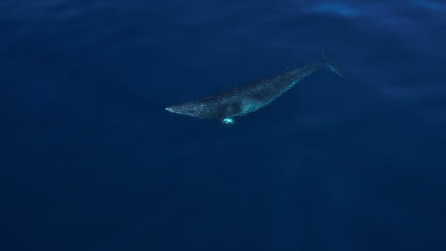 Minke Whale