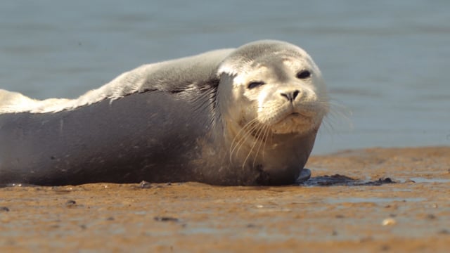 Grey Seal