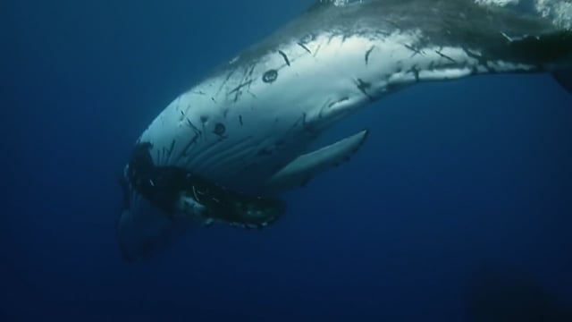 Humpback Whale