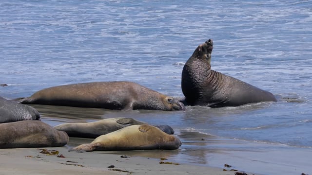 Northern Elephant Seal