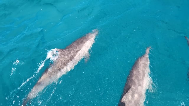 Spinner Dolphin