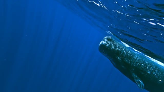 Sperm Whale