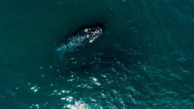 Southern Right Whale
