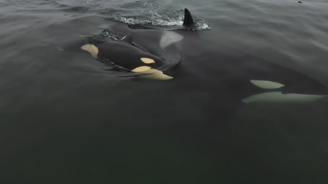 Orca (Killer Whale)