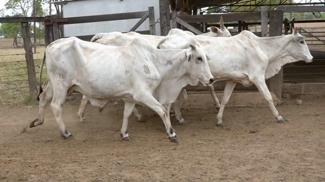 Lote 28