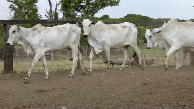 Lote 34