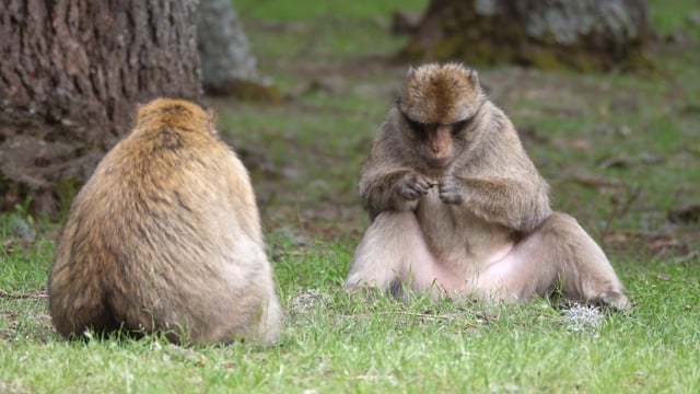 Barbary Macaque