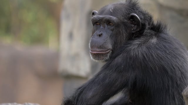 Bonobo