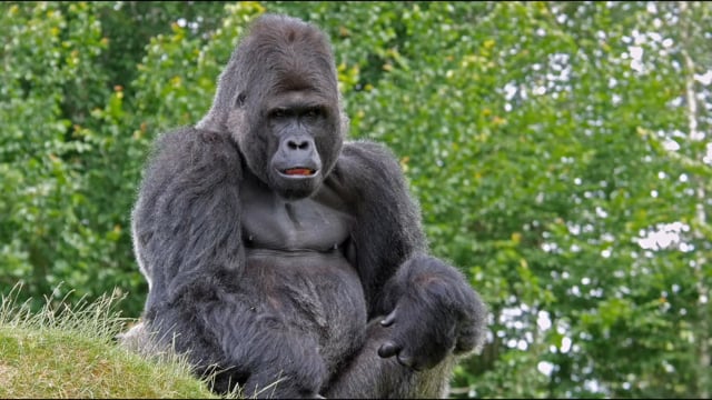 Eastern Gorilla