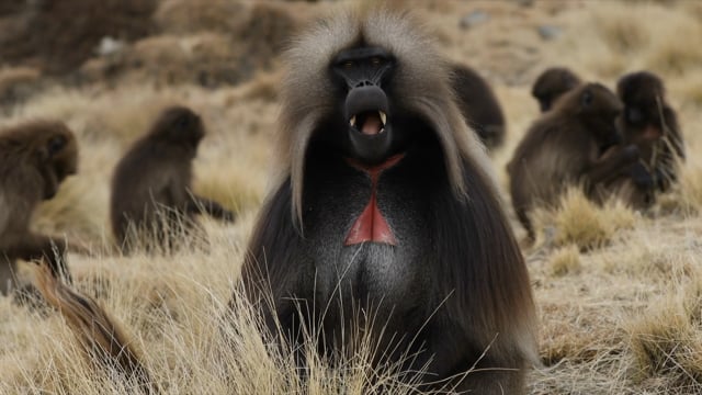 Gelada