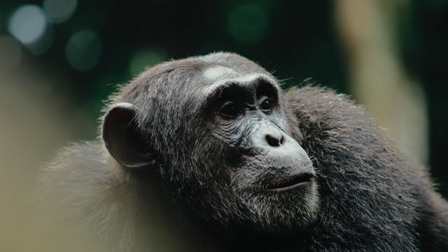 Chimpanzee