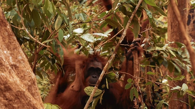 Bornean Orangutan