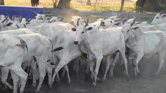 Lote 01P