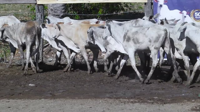Lote 03P