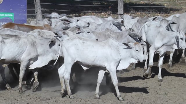 Lote 04P