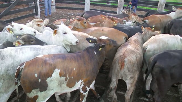 Lote 08A