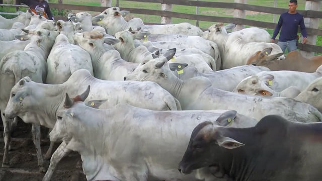 Lote 18A
