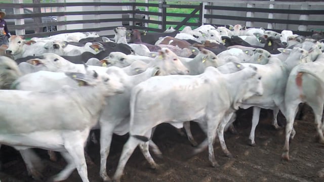 Lote 19A