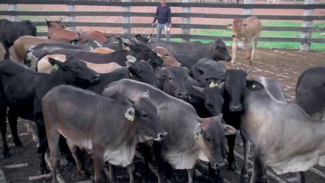 Lote 20A