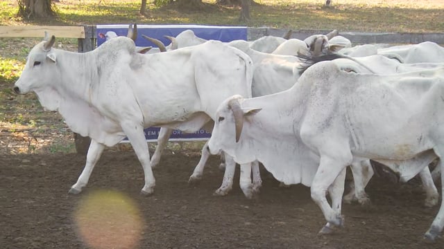 Lote 06P
