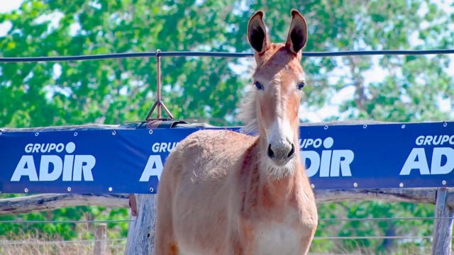 Lote 37