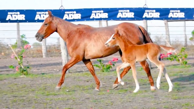 Lote 39