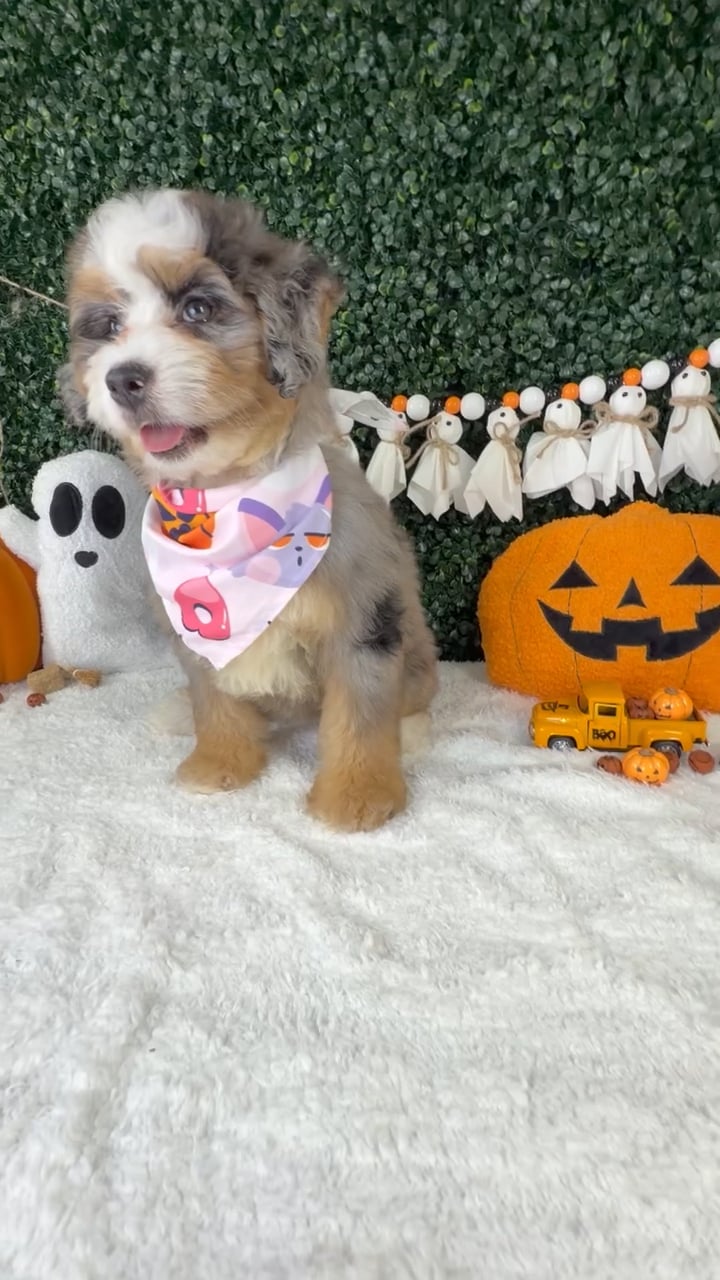 Female Bernedoodle Mini puppy named Mimi for sale at Puppy Dreams - Garland. video thumbnail