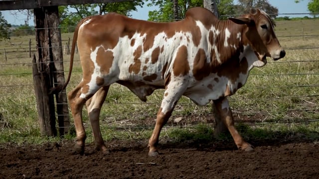 Lote 35
