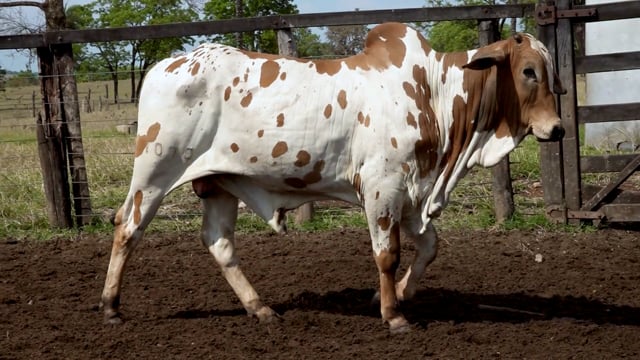 Lote 38