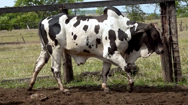 Lote 39