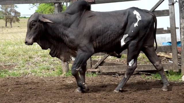 Lote 41