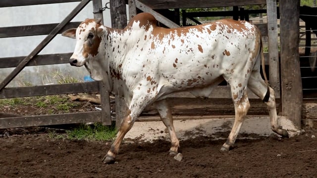 Lote 43