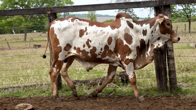 Lote 44