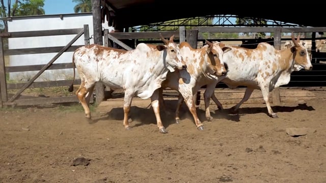 Lote 12