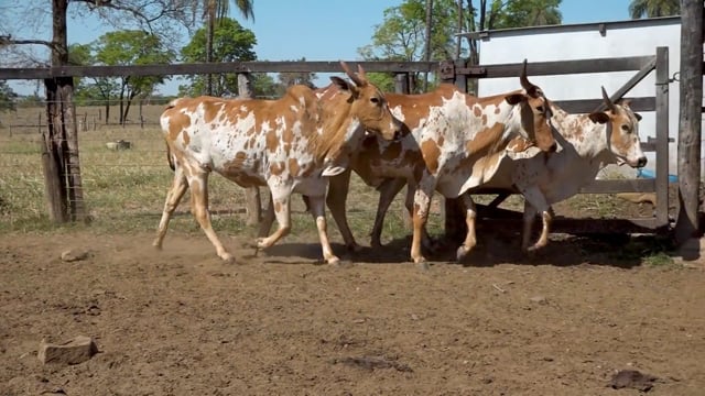 Lote 14