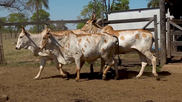 Lote 16