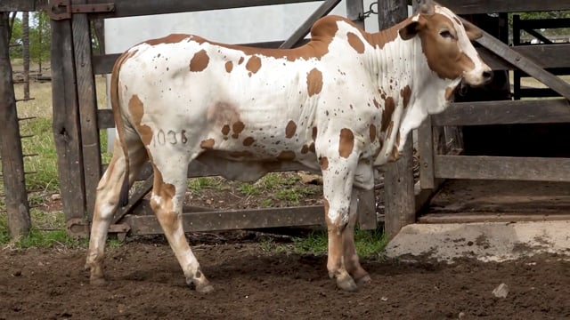 Lote 45