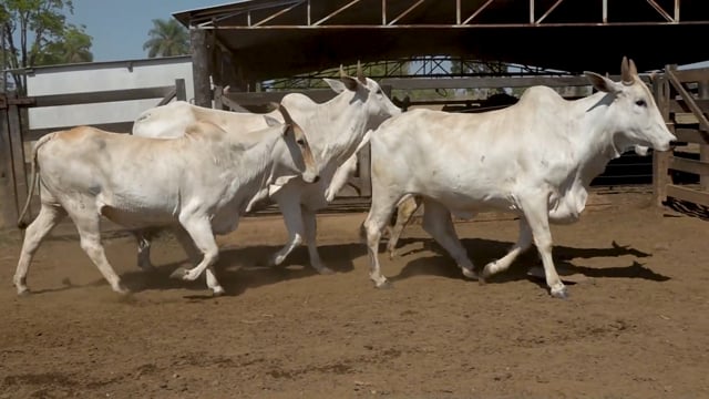 Lote 27