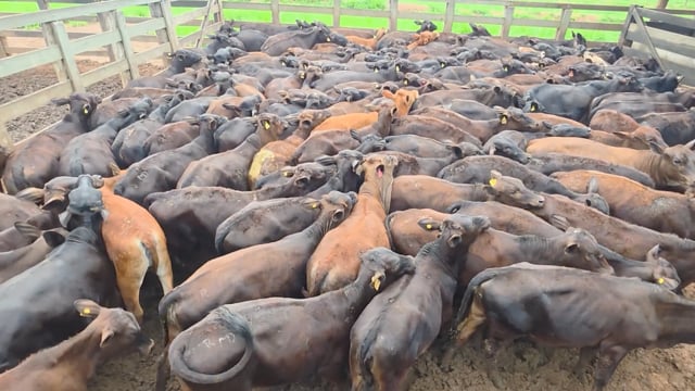 Lote 52C