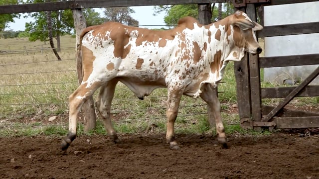 Lote 46