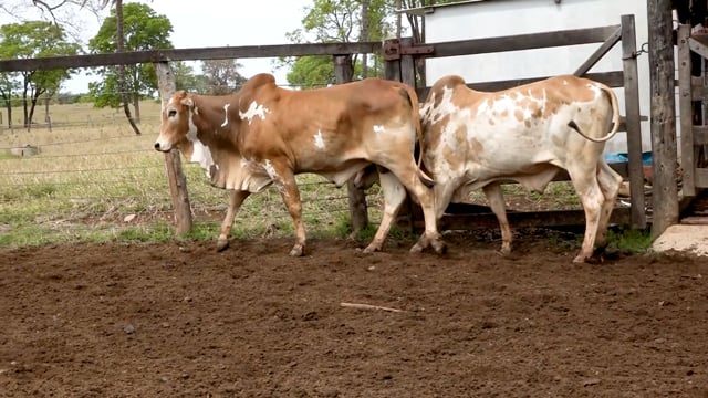 Lote 48